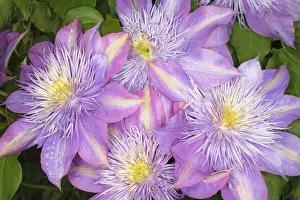 Clematis Prints: DDE-90036801