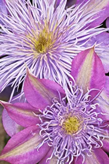 Clematis Prints: DDE-90036802