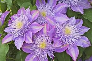 Clematis Prints: DDE-90036803