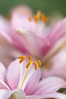 Lily Collection: DDE-90036805