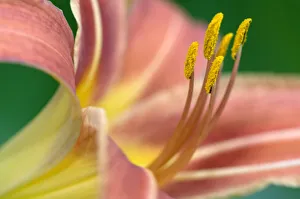 Lily Collection: DDE-90036825