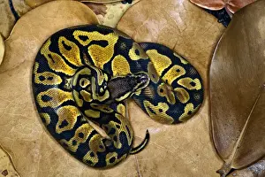 Python Prints: DDE-90036842