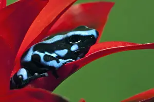 Auratus Prints: DDE-90036843