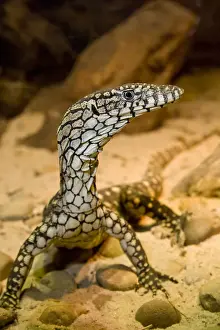 Giganteus Prints: DDE-90036866