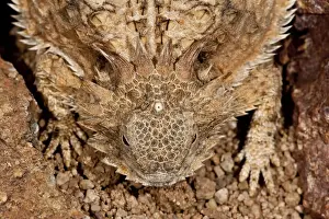 Spiny Prints: DDE-90036868