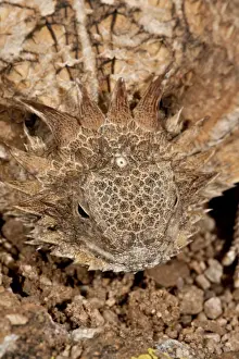 Spiny Prints: DDE-90036871