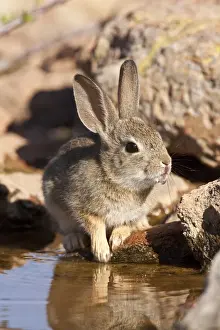 Bunny Prints: DDE-90036876
