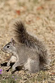 Sciurus Prints: DDE-90036877