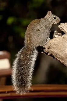 Sciurus Prints: DDE-90036878