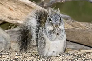 Sciurus Prints: DDE-90036879