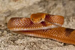 Squamata Prints: DDE-90036884