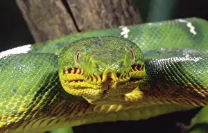 Squamata Prints: DDE-90036902