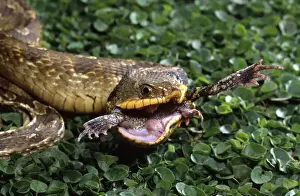 Squamata Prints: DDE-90036911