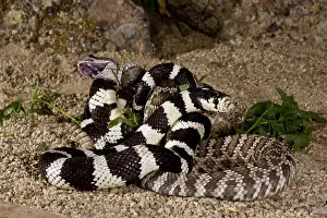 Squamata Prints: DDE-90036914