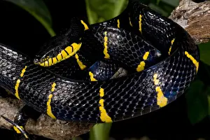 Squamata Prints: DDE-90036920