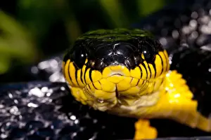 Squamata Prints: DDE-90036922