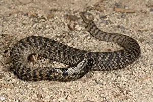 Squamata Prints: DDE-90036926