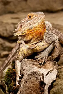 Dragon Prints: DDE-90036955