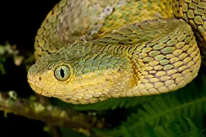 Squamata Prints: DDE-90036961