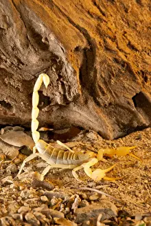 Scorpion Prints: DDE-90036975