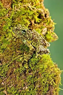 Mossy Prints: DDE-90036978