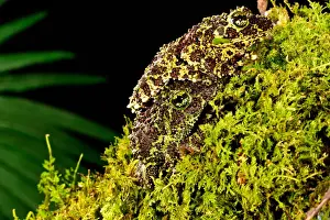 Mossy Prints: DDE-90036979