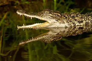 Crocodile Prints: DDE-90036981