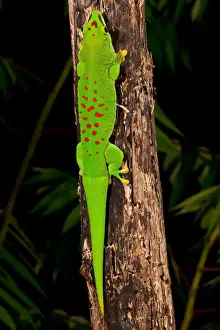 Madagascariensis Prints: DDE-90036990