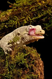 Rhacodactylus Prints: DDE-90037021