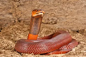 Squamata Prints: DDE-90037031