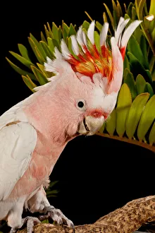 Aves Collection: DDE-90037034