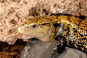 Skink Prints: DDE-90037039