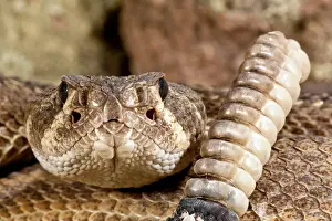 Squamata Prints: DDE-90037050