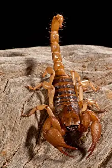 Scorpion Prints: DDE-90037052