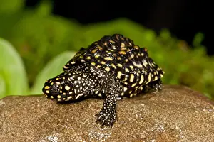 Turtle Prints: DDE-90037054