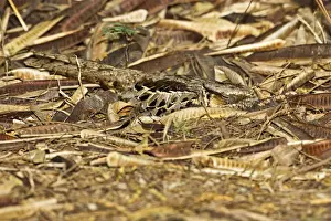 Ground Prints: DDE-90037245