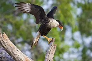Landing Prints: DDE-90037248
