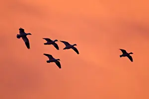 Refuge Prints: DDE-90037256