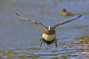 Landing Prints: DDE-90037258