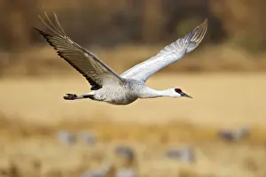 Crane Prints: DDE-90037262