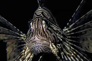 Sealife Prints: DDE-90037275