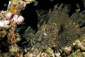 Sealife Prints: DDE-90037278