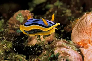 Chromodoris Prints: DDE-90037283