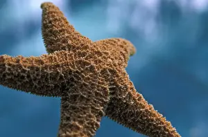 Starfish Prints: DDE-90037293