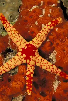 Star Prints: DDE-90037294