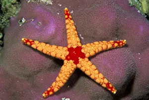 Sealife Prints: DDE-90037296