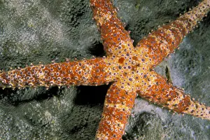 Star Prints: DDE-90037298
