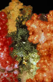 Scorpion Prints: DDE-90037302