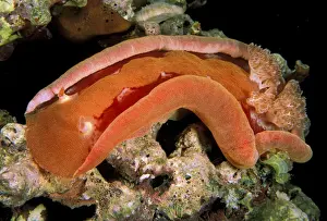 Slug Prints: DDE-90037310