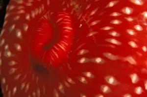 Anemone Prints: DDE-90037315
